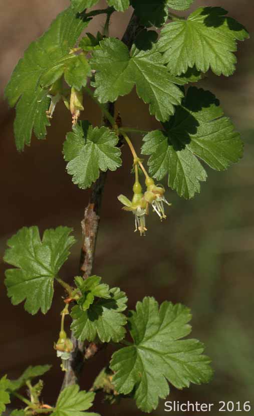 Coast Black Gooseberry, Spreading Gooseberry, Straggly Currant, Straggly Gooseberry: Ribes divaricatum var. divaricatum (Synonyms: Ribes divaricatum var. glabriflorum, Ribes divaricatum var. rigidum, Ribes suksdorfii)
