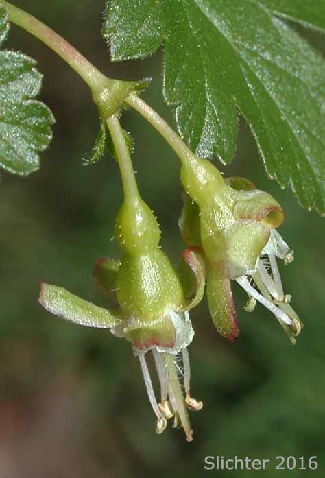 Coast Black Gooseberry, Spreading Gooseberry, Straggly Currant, Straggly Gooseberry: Ribes divaricatum var. divaricatum (Synonyms: Ribes divaricatum var. glabriflorum, Ribes divaricatum var. rigidum, Ribes suksdorfii)