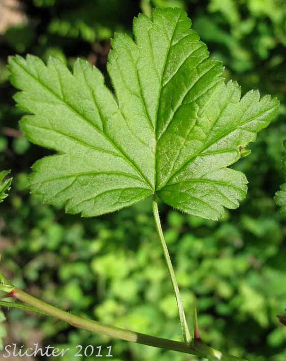 Dorsal leaf surface of Coast Black Gooseberry, Spreading Gooseberry, Straggly Currant, Straggly Gooseberry: Ribes divaricatum var. divaricatum (Synonyms: Ribes divaricatum var. glabriflorum, Ribes divaricatum var. rigidum, Ribes suksdorfii)