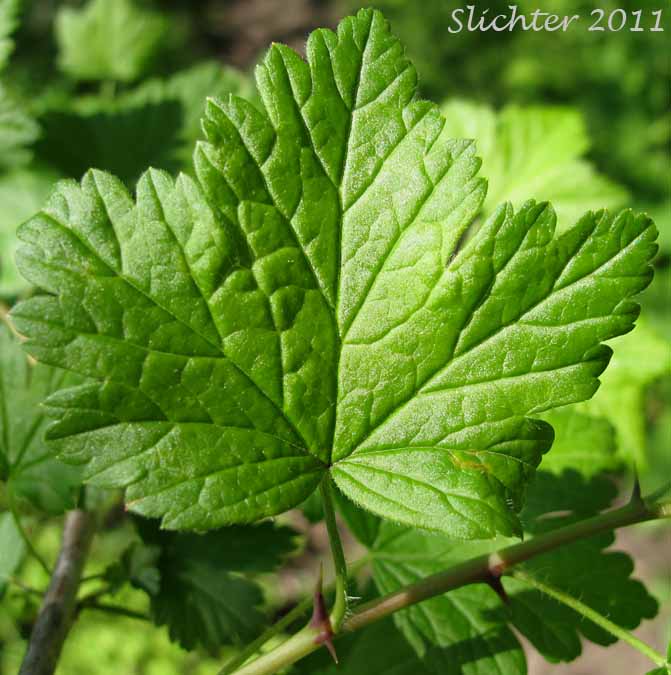 Dorsal leaf surface of Coast Black Gooseberry, Spreading Gooseberry, Straggly Currant, Straggly Gooseberry: Ribes divaricatum var. divaricatum (Synonyms: Ribes divaricatum var. glabriflorum, Ribes divaricatum var. rigidum, Ribes suksdorfii)