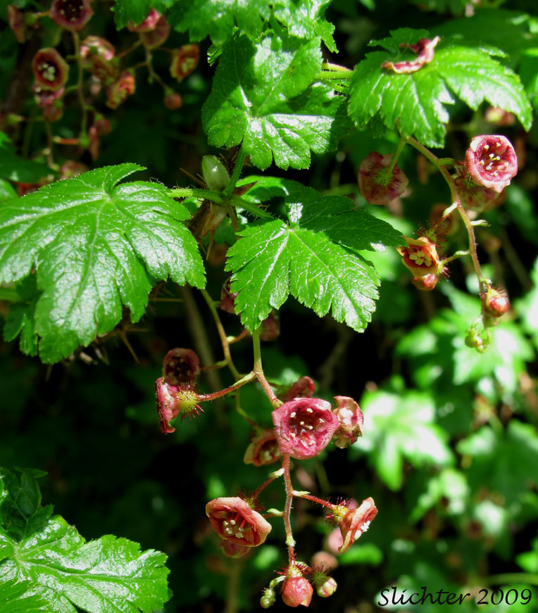Prickly Currant, Bristly Black Gooseberry, Swamp Gooseberry, Swamp Currant: Ribes lacustre (Synonymns: Limnobotrya lacustris, Ribes lacustre var. parvulum, Ribes oxycanthoides var. lacustre)