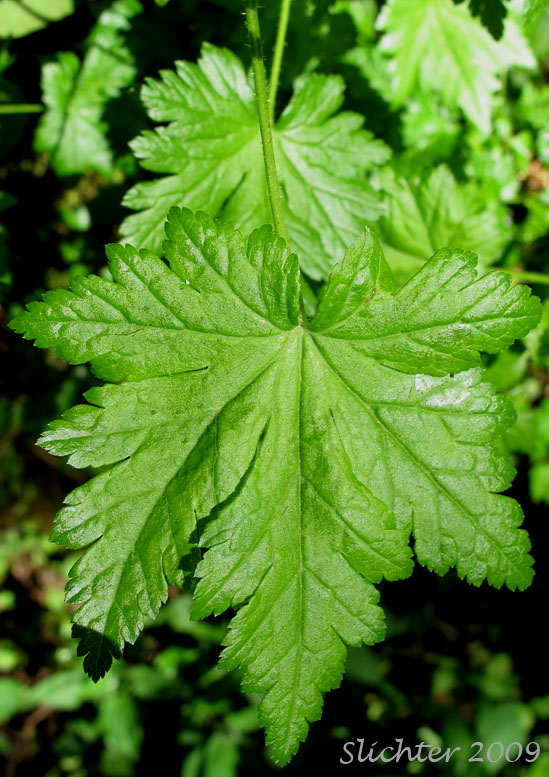 Leaf of Prickly Currant, Bristly Black Gooseberry, Swamp Gooseberry, Swamp Currant: Ribes lacustre (Synonymns: Limnobotrya lacustris, Ribes lacustre var. parvulum, Ribes oxycanthoides var. lacustre)