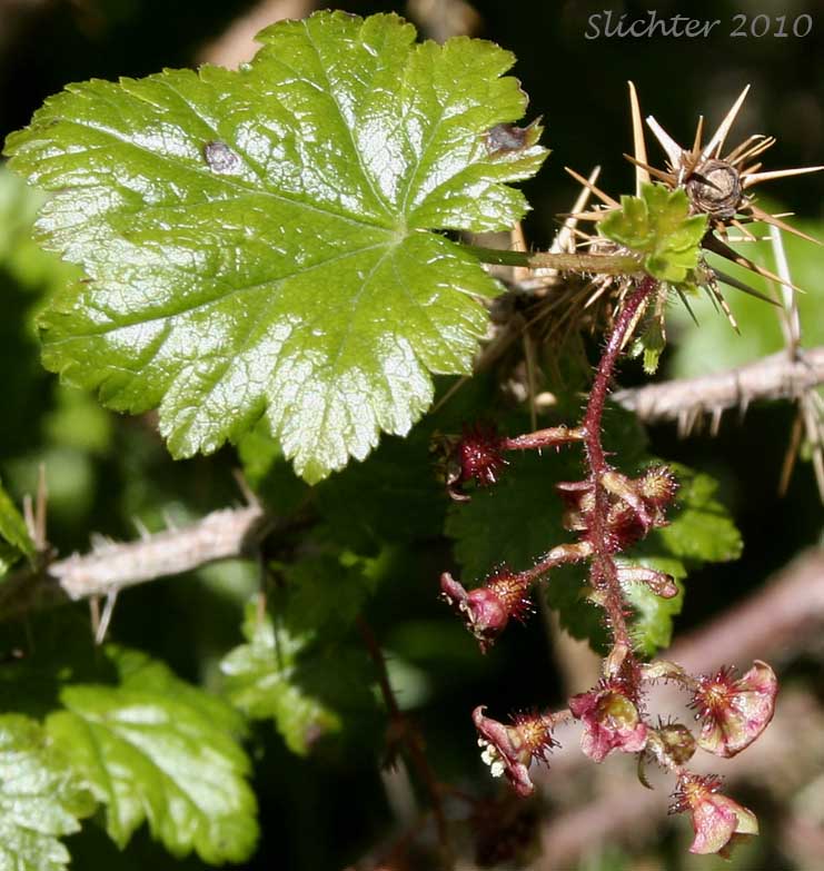 Prickly Currant, Bristly Black Gooseberry, Swamp Gooseberry, Swamp Currant: Ribes lacustre (Synonymns: Limnobotrya lacustris, Ribes lacustre var. parvulum, Ribes oxycanthoides var. lacustre)