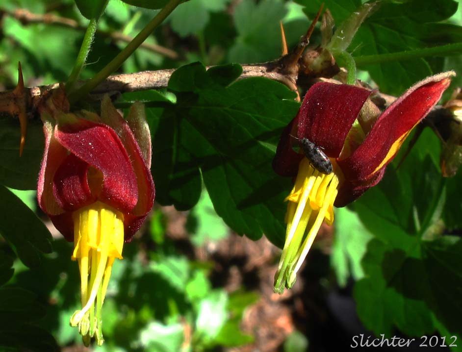 Close-up image of the flowers and spines of Applegate's Gooseberry, Marshall's Gooseberry: Ribes marshallii (Synonym: Grossularia marshallii)