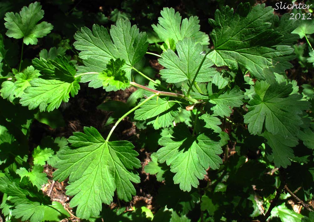 Close-up of the leafy stem of Applegate's Gooseberry, Marshall's Gooseberry: Ribes marshallii (Synonym: Grossularia marshallii)