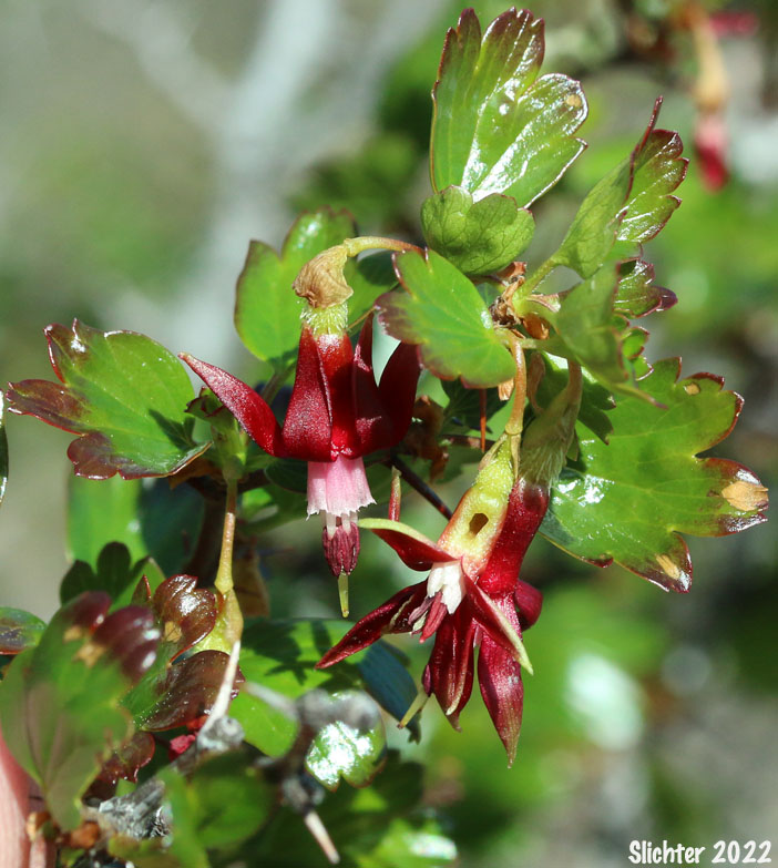 Shinyleaf Currant, Shinyleaf Gooseberry, Sierra Gooseberry: Ribes roezlii var. cruentum (Synonyms: Grossularia cruenta, Ribes cruentum, Ribes cruentum var. cruentum, Ribes cruentum var. oregonense)