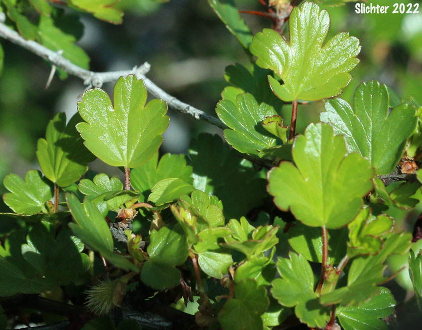 Shinyleaf Currant, Shinyleaf Gooseberry, Sierra Gooseberry: Ribes roezlii var. cruentum (Synonyms: Grossularia cruenta, Ribes cruentum, Ribes cruentum var. cruentum, Ribes cruentum var. oregonense)
