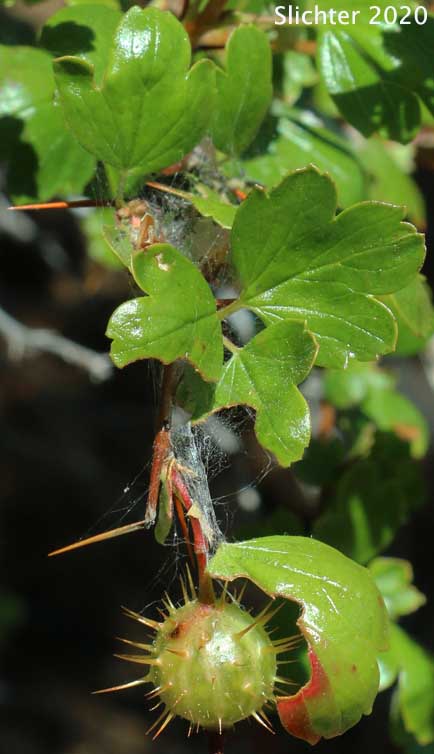 Shinyleaf Currant, Shinyleaf Gooseberry, Sierra Gooseberry: Ribes roezlii var. cruentum (Synonyms: Grossularia cruenta, Ribes cruentum, Ribes cruentum var. cruentum, Ribes cruentum var. oregonense)