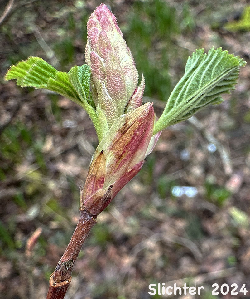 New leaves and flower buds of Blood Currant, Red Currant, Red-flowering Currant: Ribes sanguineum var. sanguineum (Synonyms: Ribes sanguineum var. deductum, Ribes sanguineum var. melanocarpum)