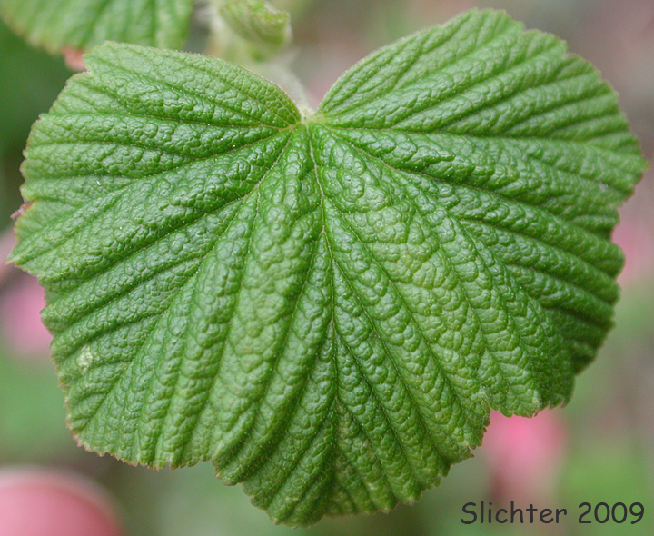 Leaf of Blood Currant, Red Currant, Red-flowering Currant: Ribes sanguineum var. sanguineum (Synonyms: Ribes sanguineum var. deductum, Ribes sanguineum var. melanocarpum)