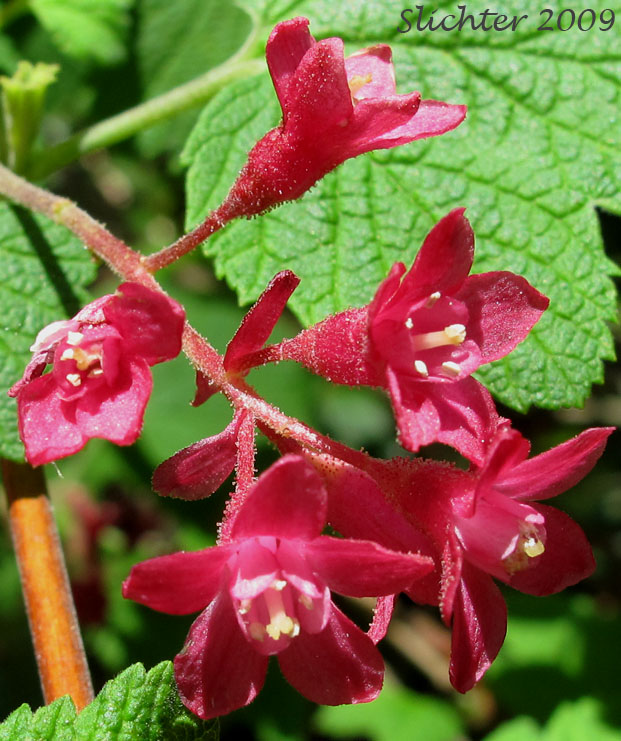 Inflorescence of Blood Currant, Red Currant, Red-flowering Currant: Ribes sanguineum var. sanguineum (Synonyms: Ribes sanguineum var. deductum, Ribes sanguineum var. melanocarpum)
