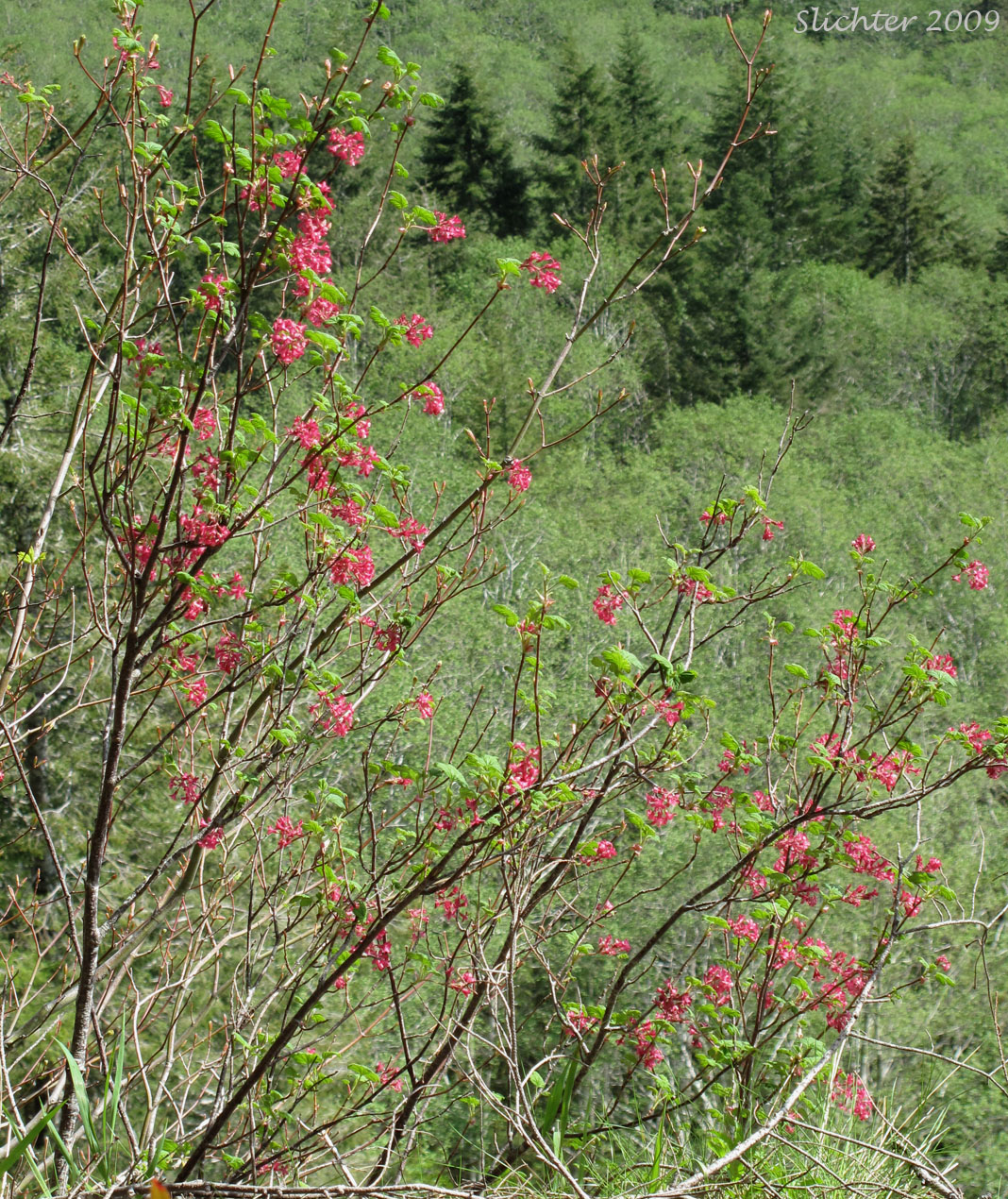 Blood Currant, Red Currant, Red-flowering Currant: Ribes sanguineum var. sanguineum (Synonyms: Ribes sanguineum var. deductum, Ribes sanguineum var. melanocarpum)