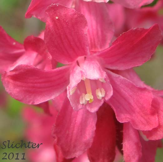 Close-up of a flower of Blood Currant, Red Currant, Red-flowering Currant: Ribes sanguineum var. sanguineum (Synonyms: Ribes sanguineum var. deductum, Ribes sanguineum var. melanocarpum)