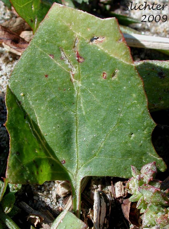 Leaf of Fat Hen, Hastate Orache, Thinleaf Orache: Atriplex prostrata (Synonyms: Atriplex hastata, Atriplex patula var. hastata, Atriplex triangularis)