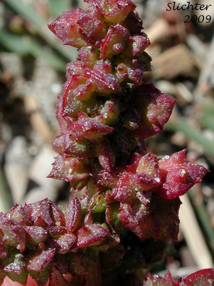 Close-up of the inflorescence of Fat Hen, Hastate Orache, Thinleaf Orache: Atriplex prostrata (Synonyms: Atriplex hastata, Atriplex patula var. hastata, Atriplex triangularis)