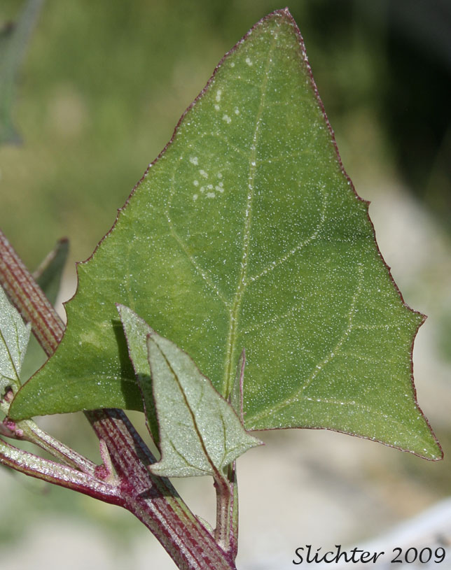 Dorsal leaf surface of Strawberry Blite Goosefoot: Chenopodium capitatum var. capitatum (Synonym: Chenopodium capitatum)