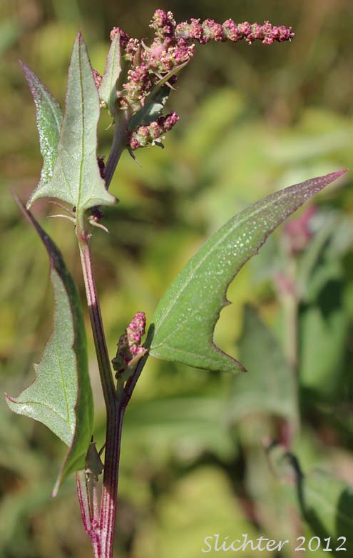 Strawberry Blite Goosefoot: Chenopodium capitatum var. capitatum (Synonym: Chenopodium capitatum)