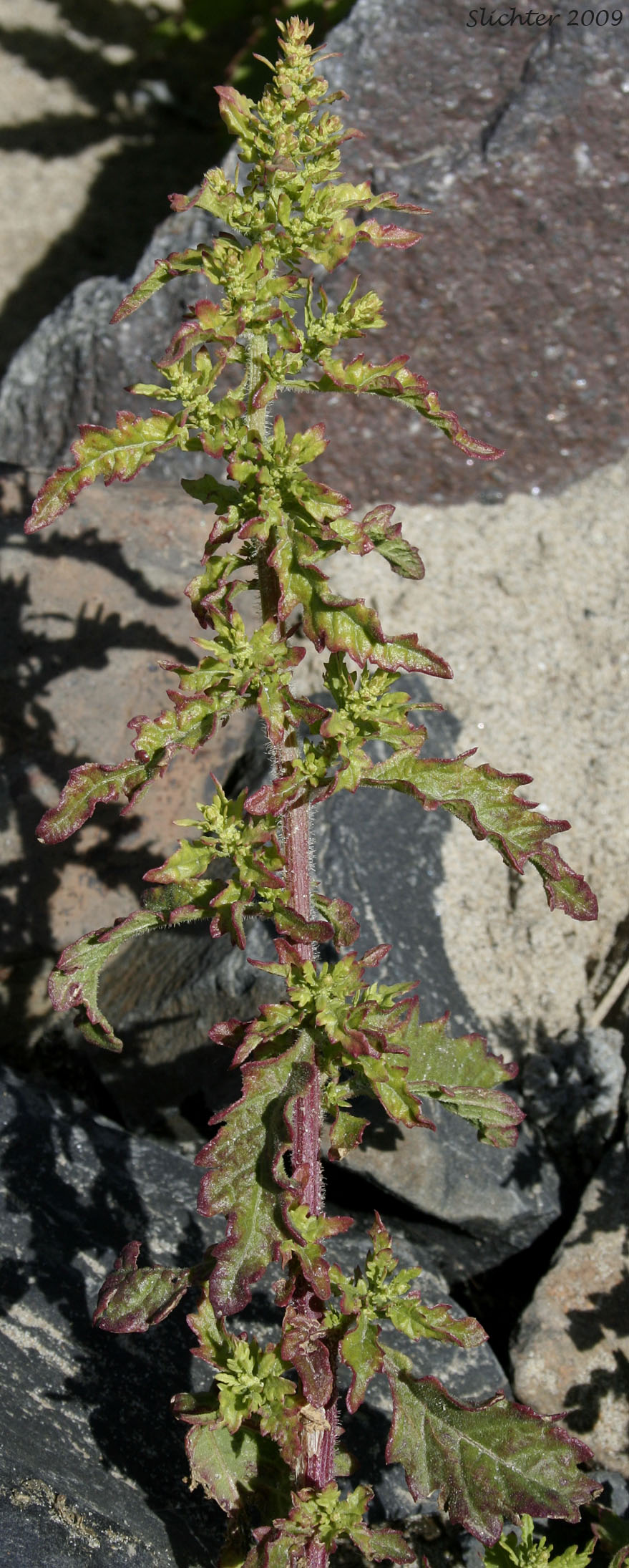 Nettleleaf Goosefoot, Nettle-leaved Goosefoot, Wall Goosefoot: Chenopodium murale (Synonym: Chenopodium urbicum)