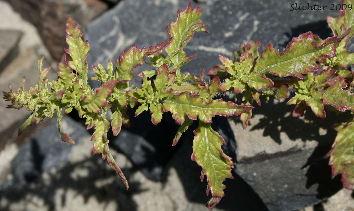 Nettleleaf Goosefoot, Nettle-leaved Goosefoot, Wall Goosefoot: Chenopodium murale (Synonym: Chenopodium urbicum)