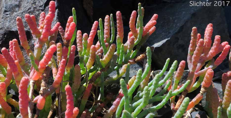 Chickenclaws, Pacific Swampfire, Pickleweed, Woody Glasswort, Woody Saltwort: Sarcocornia perennis (Synonyms: Salicornia ambigua, Salicornia pacifica, Salicornia perennis)