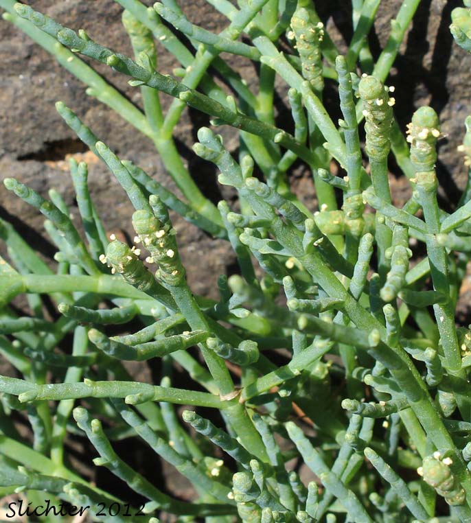 Chickenclaws, Pacific Swampfire, Pickleweed, Woody Glasswort, Woody Saltwort: Sarcocornia perennis (Synonyms: Salicornia ambigua, Salicornia pacifica, Salicornia perennis)