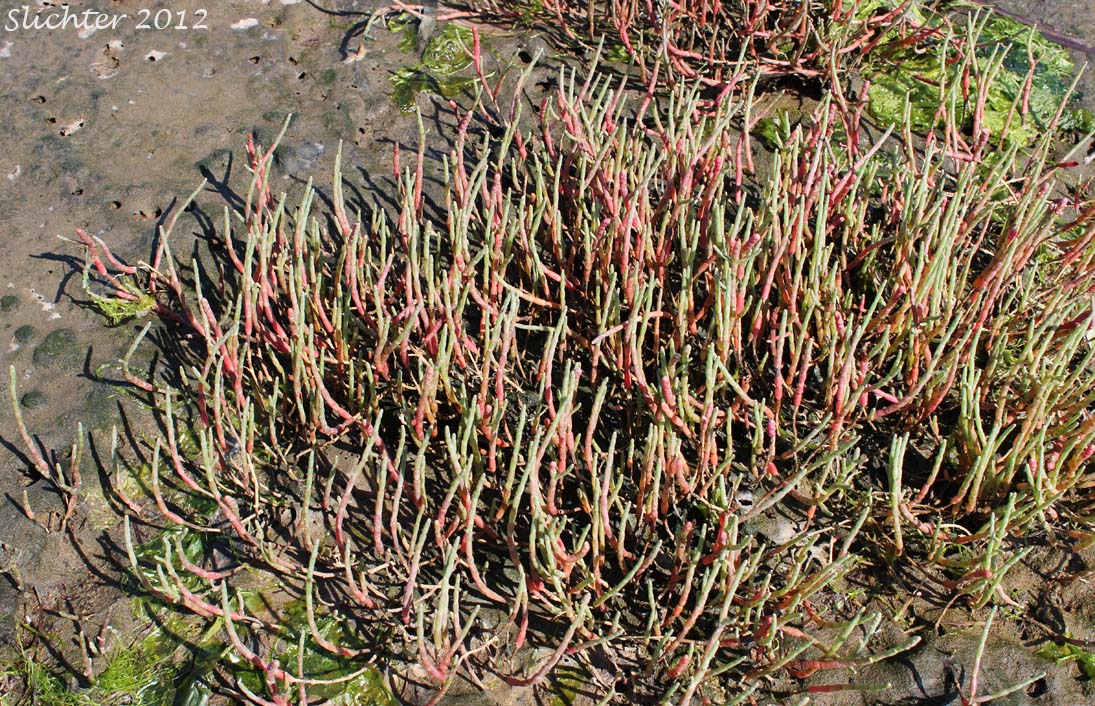 Chickenclaws, Pacific Swampfire, Pickleweed, Woody Glasswort, Woody Saltwort: Sarcocornia perennis (Synonyms: Salicornia ambigua, Salicornia pacifica, Salicornia perennis)