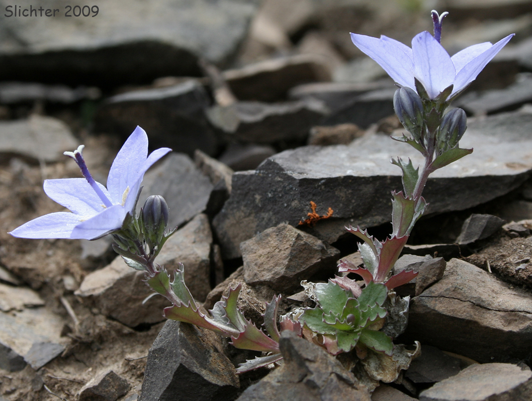 Olympic Bellflower, Olympic Harebell: Campanula piperi