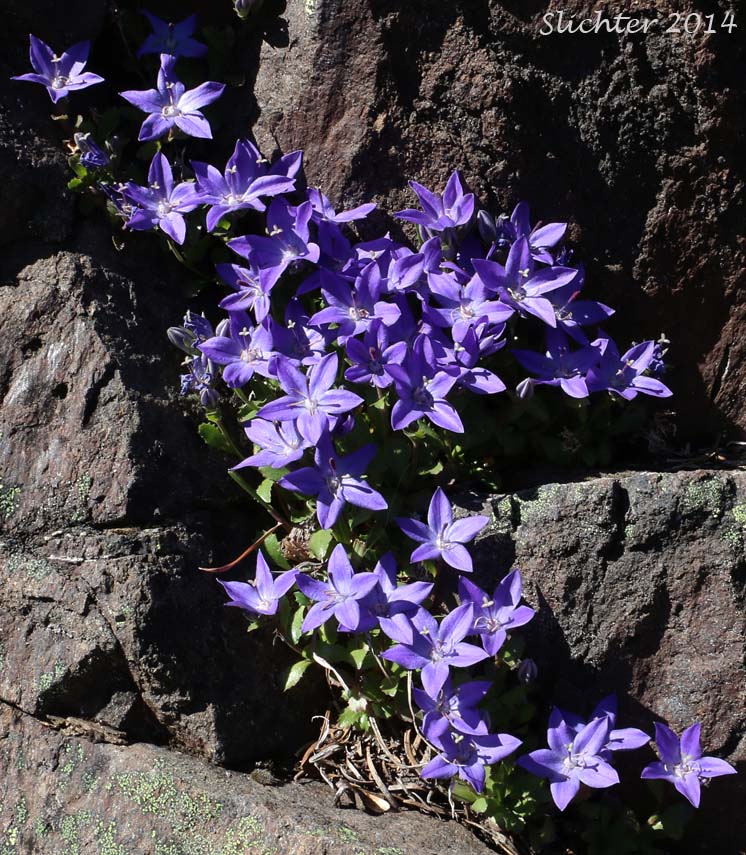 Olympic Bellflower, Olympic Harebell: Campanula piperi