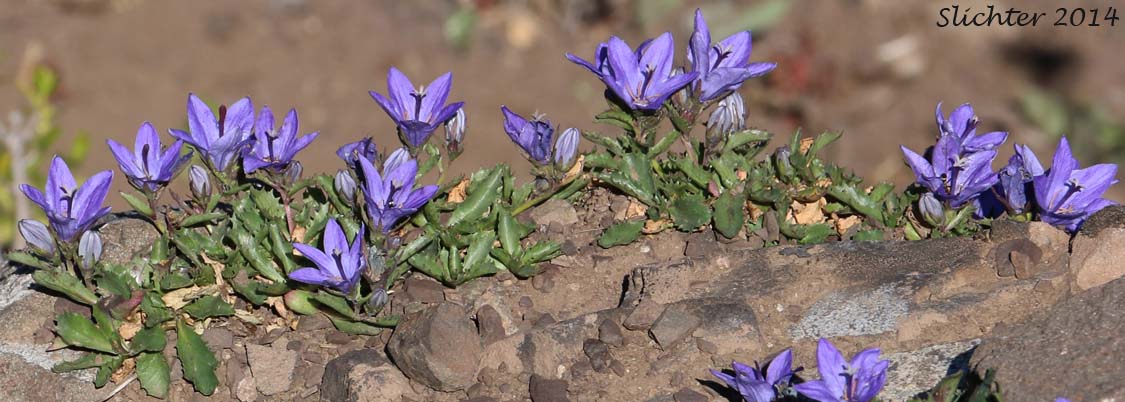 Olympic Bellflower, Olympic Harebell: Campanula piperi
