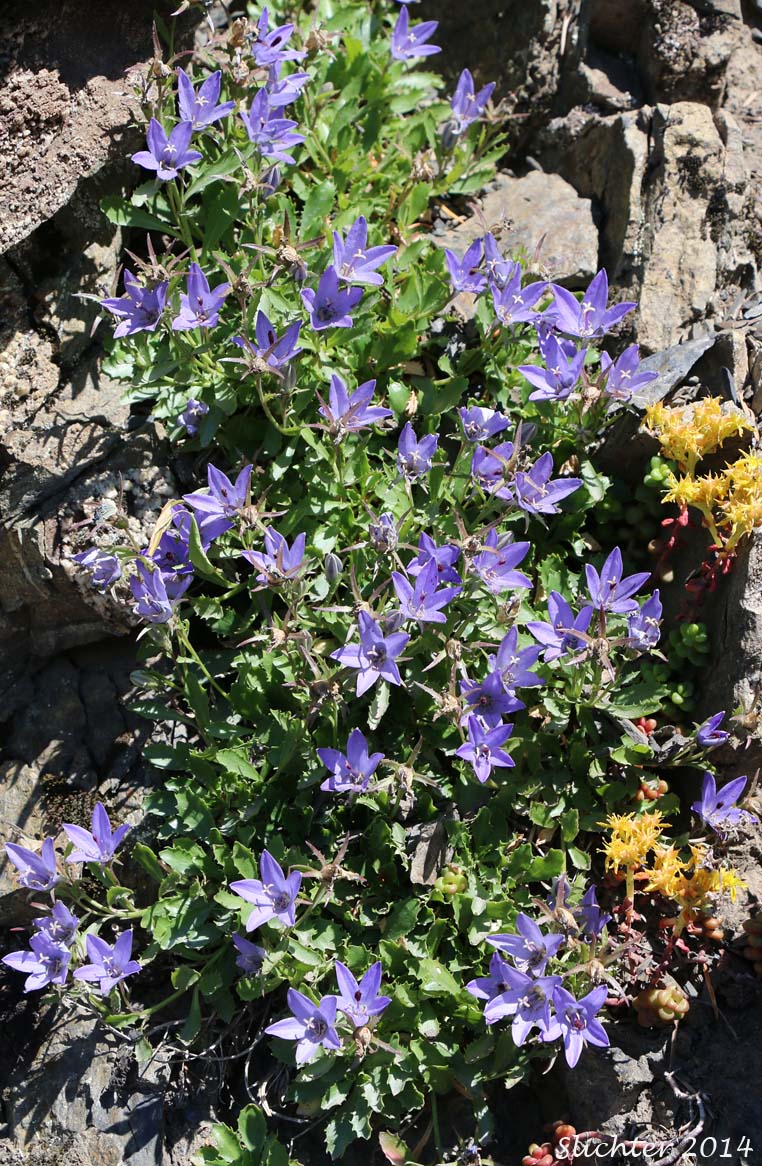 Olympic Bellflower, Olympic Harebell: Campanula piperi