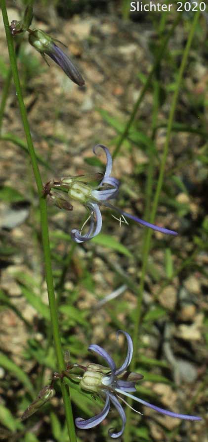 California Harebell, California Bellflower: Campanula prenanthoides (Synonym: Asyneuma prenanthoides)