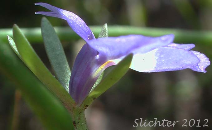 Closeup sideview of the flower of Cascade Calicoflower, Cascade Downingia, Willamette Downingia: Downingia yina (Synonyms: Downingia willamettensis, Downingia yina var. major)