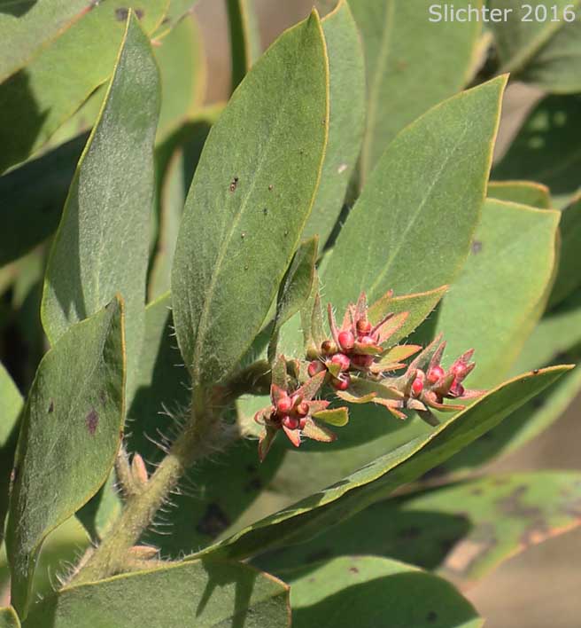 Bristly Manzanita, Columbia Manzanita, Hairy Manzanita: Arctostaphylos columbiana (Synonyms: Arctostaphylos columbiana ssp. columbiana, Arctostaphylos nortensis, Arctostaphylos tracyi)