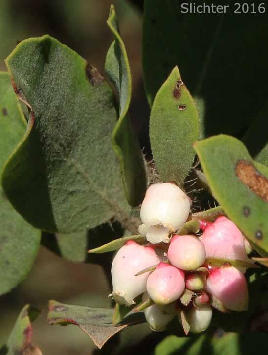 Flowers of Bristly Manzanita, Columbia Manzanita, Hairy Manzanita: Arctostaphylos columbiana (Synonyms: Arctostaphylos columbiana ssp. columbiana, Arctostaphylos nortensis, Arctostaphylos tracyi)