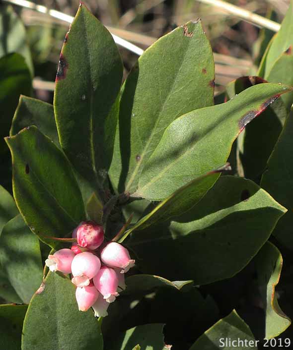 Bristly Manzanita, Columbia Manzanita, Hairy Manzanita: Arctostaphylos columbiana (Synonyms: Arctostaphylos columbiana ssp. columbiana, Arctostaphylos nortensis, Arctostaphylos tracyi)