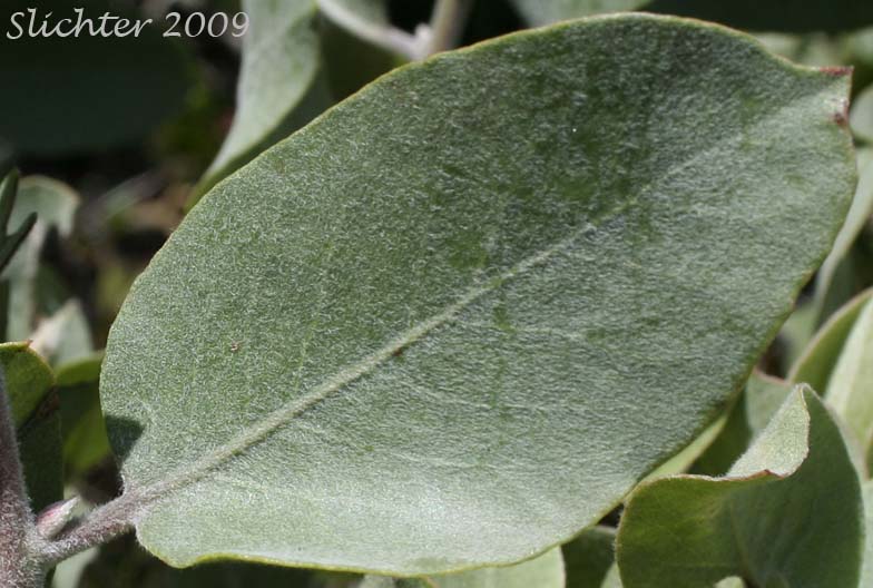 Dorsal leaf surface of Bristly Manzanita, Columbia Manzanita, Hairy Manzanita: Arctostaphylos columbiana (Synonyms: Arctostaphylos columbiana ssp. columbiana, Arctostaphylos nortensis, Arctostaphylos tracyi)