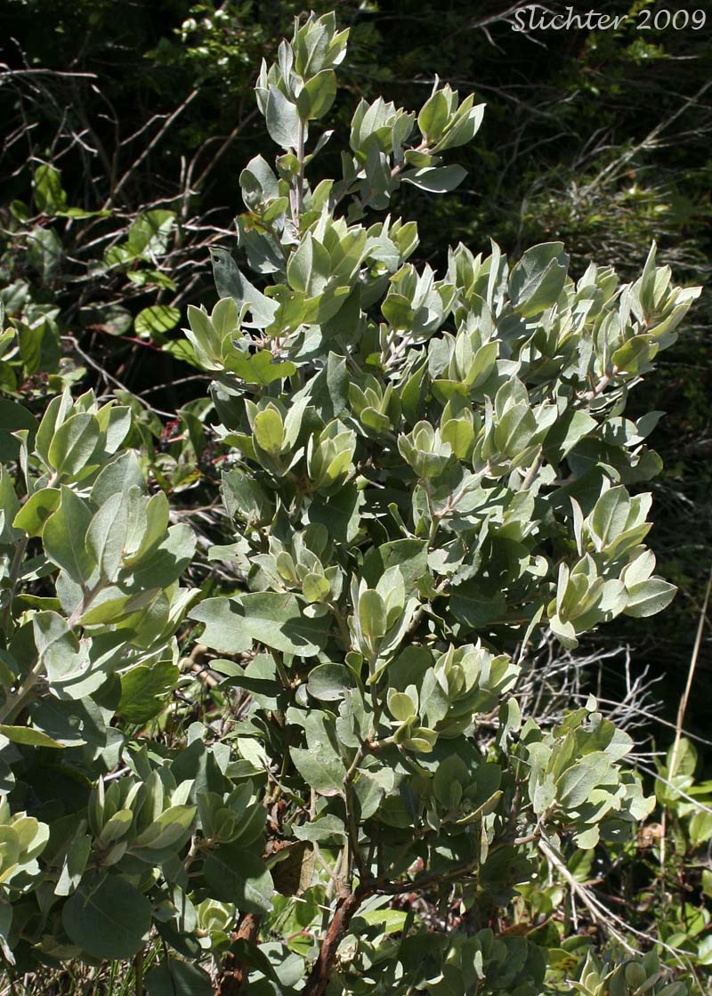 Bristly Manzanita, Columbia Manzanita, Hairy Manzanita: Arctostaphylos columbiana (Synonyms: Arctostaphylos columbiana ssp. columbiana, Arctostaphylos nortensis, Arctostaphylos tracyi)