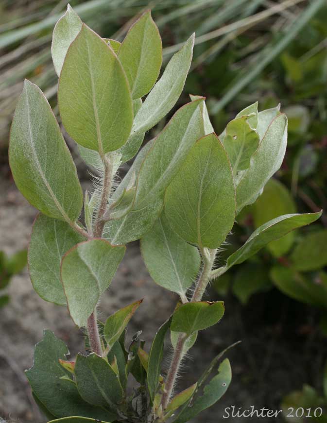 Hairy young twigs and leaves of Bristly Manzanita, Columbia Manzanita, Hairy Manzanita: Arctostaphylos columbiana (Synonyms: Arctostaphylos columbiana ssp. columbiana, Arctostaphylos nortensis, Arctostaphylos tracyi)
