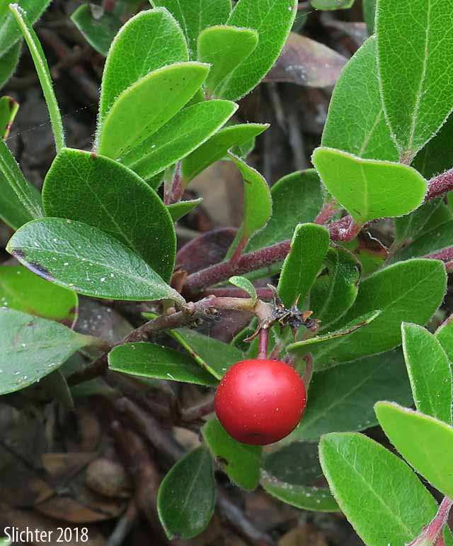 Fruit and leaves of Pinemat Manzanita, Snowmat Manzanita: Arctostaphylos nevadensis (Synonyms: Arctostaphylos nevadensis ssp. nevadensis, Arctostaphylos pungens ssp. nevadensis)