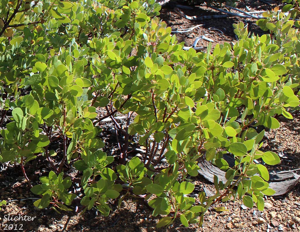 Green-leaf Manzanita, Snowbrush Manzanita: Arctostaphylos patula (Synonym: Arctostaphylos patula ssp. platyphylla)