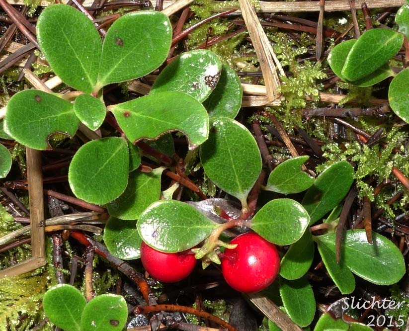Berries and leaves of Kinnikinnick, Bearberry, Red Bearberry: Arctostaphylos uva-ursi (Synonyms: Arbutus uva-ursi, Arctostaphylos uva-ursi var. coactilis, Arctostaphylos uva-ursi var. uva-ursi)