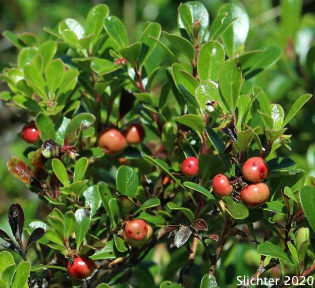 Kinnikinnick, Bearberry, Red Bearberry: Arctostaphylos uva-ursi (Synonyms: Arbutus uva-ursi, Arctostaphylos uva-ursi var. coactilis, Arctostaphylos uva-ursi var. uva-ursi)