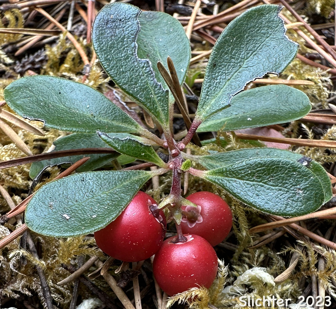 Fruit and leaves of Kinnikinnick, Bearberry, Red Bearberry: Arctostaphylos uva-ursi (Synonyms: Arbutus uva-ursi, Arctostaphylos uva-ursi var. coactilis, Arctostaphylos uva-ursi var. uva-ursi)
