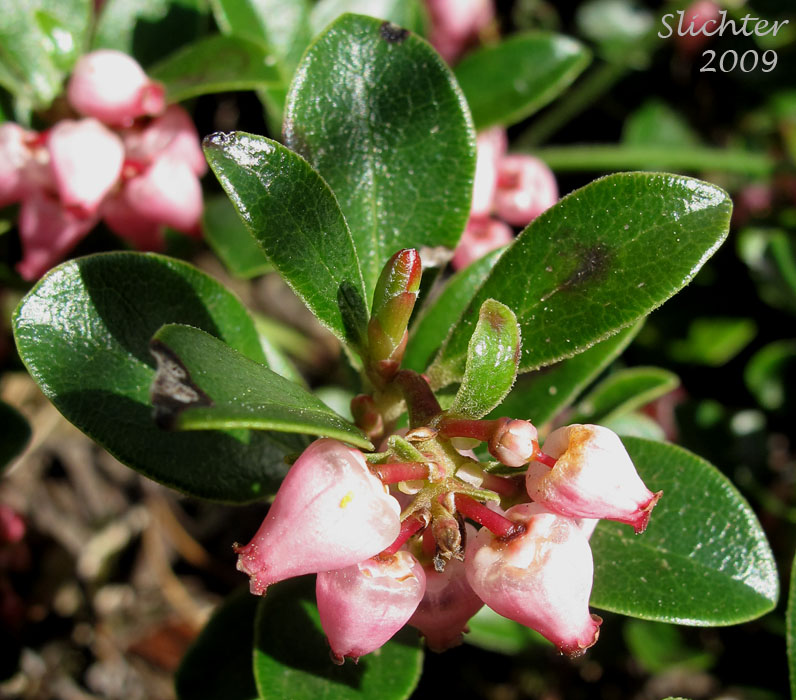 Kinnikinnick, Bearberry, Red Bearberry: Arctostaphylos uva-ursi (Synonyms: Arbutus uva-ursi, Arctostaphylos uva-ursi var. coactilis, Arctostaphylos uva-ursi var. uva-ursi)