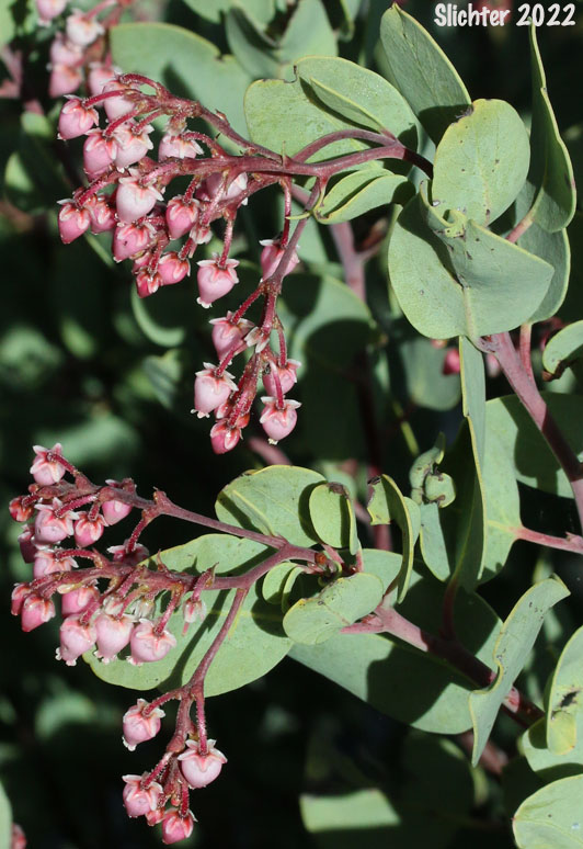 Sticky Whiteleaf Manzanita, White-leaved Manzanita, Whiteleaf Manzanita: Arctostaphylos viscida (Synonyms: Arctostaphylos pulchella, Arctostaphylos viscida ssp. pulchella, Arctostaphylos viscida ssp. viscida)