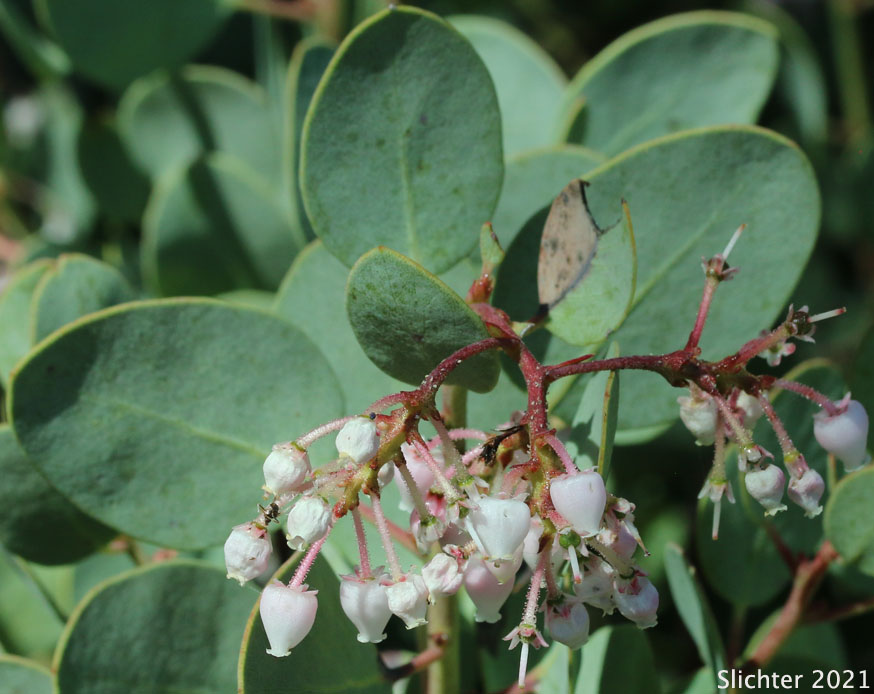 Sticky Whiteleaf Manzanita, White-leaved Manzanita, Whiteleaf Manzanita: Arctostaphylos viscida (Synonyms: Arctostaphylos pulchella, Arctostaphylos viscida ssp. pulchella, Arctostaphylos viscida ssp. viscida)