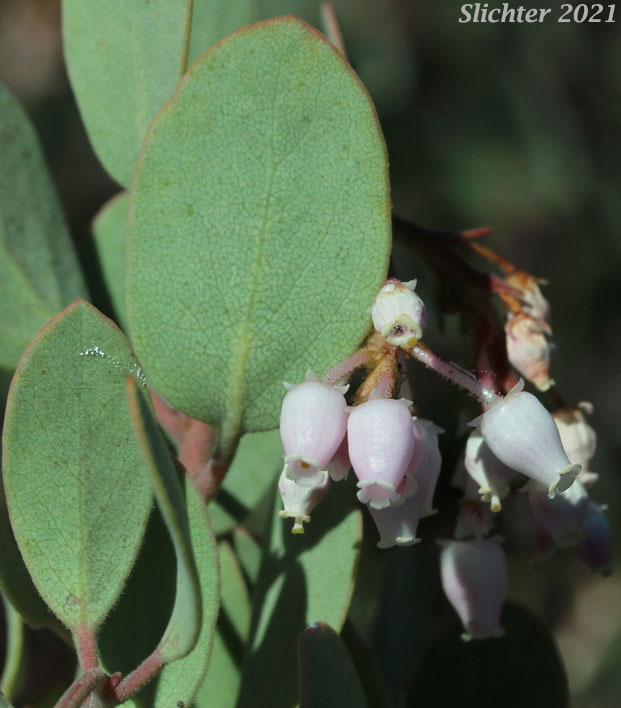 Sticky Whiteleaf Manzanita, White-leaved Manzanita, Whiteleaf Manzanita: Arctostaphylos viscida (Synonyms: Arctostaphylos pulchella, Arctostaphylos viscida ssp. pulchella, Arctostaphylos viscida ssp. viscida)