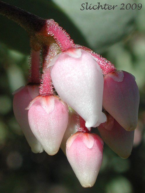 Inflorescence of Sticky Whiteleaf Manzanita, White-leaved Manzanita, Whiteleaf Manzanita: Arctostaphylos viscida (Synonyms: Arctostaphylos pulchella, Arctostaphylos viscida ssp. pulchella, Arctostaphylos viscida ssp. viscida)