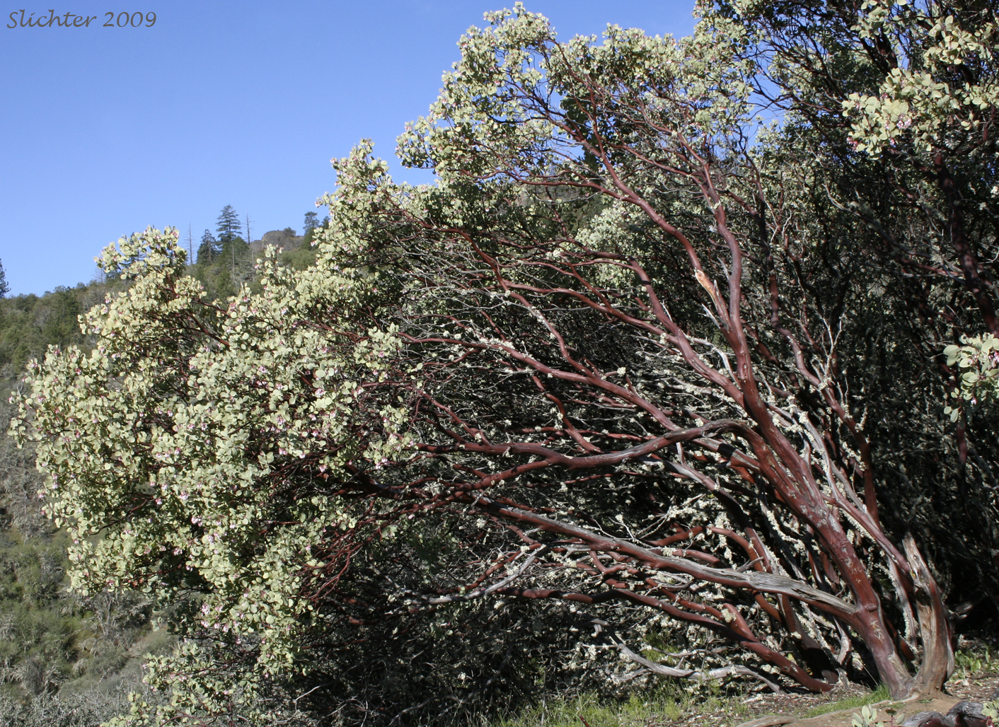 White-leaved Manzanita, Whiteleaf Manzanita: Arctostaphylos viscida (Synonyms: Arctostaphylos pulchella, Arctostaphylos viscida ssp. pulchella, Arctostaphylos viscida ssp. viscida)