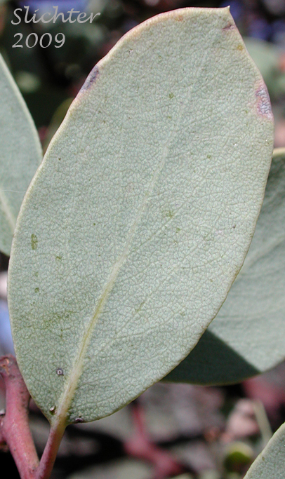 Whitish leaf of White-leaved Manzanita, Whiteleaf Manzanita: Arctostaphylos viscida (Synonyms: Arctostaphylos pulchella, Arctostaphylos viscida ssp. pulchella, Arctostaphylos viscida ssp. viscida)